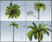 cycad