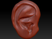 ZSketch of a human ear